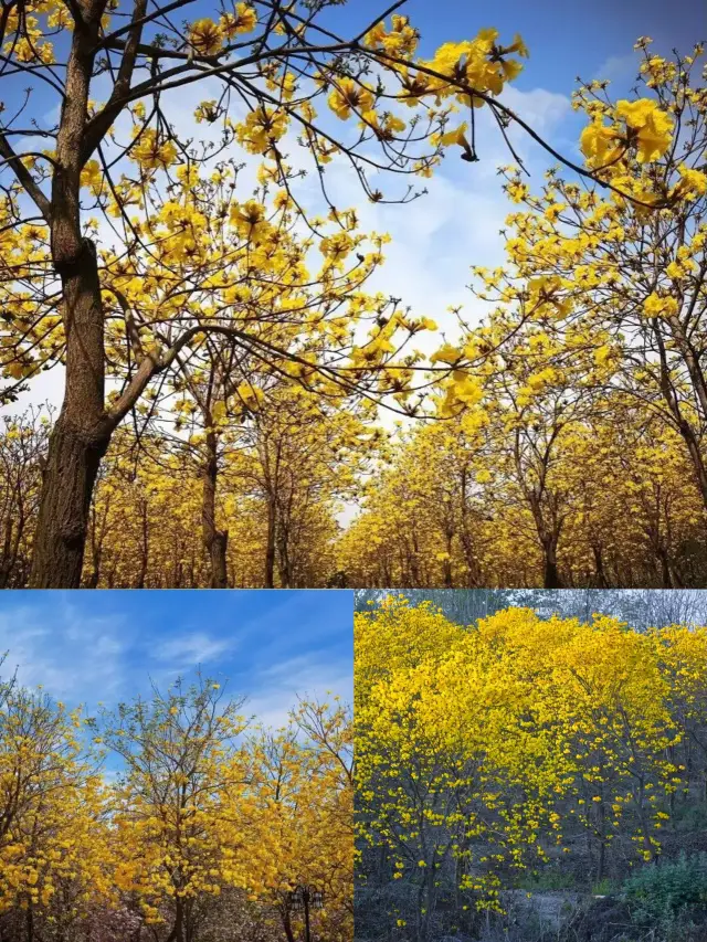 Spring has a date, and the flowers are never late, year after year they do not disappoint - Sichuan Flower Viewing Guide