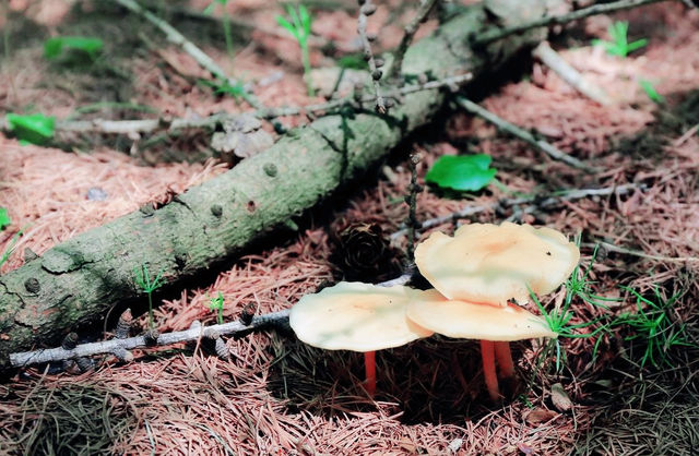 承德坝上神仙谷七彩森林，休閒避暑採蘑菇