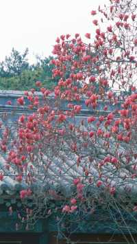 潭柘寺|北京1700年古剎