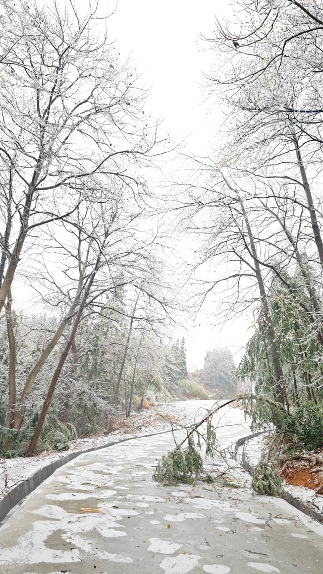 最美雪景｜春天冻雨覆蓋下的東林寺淨土苑