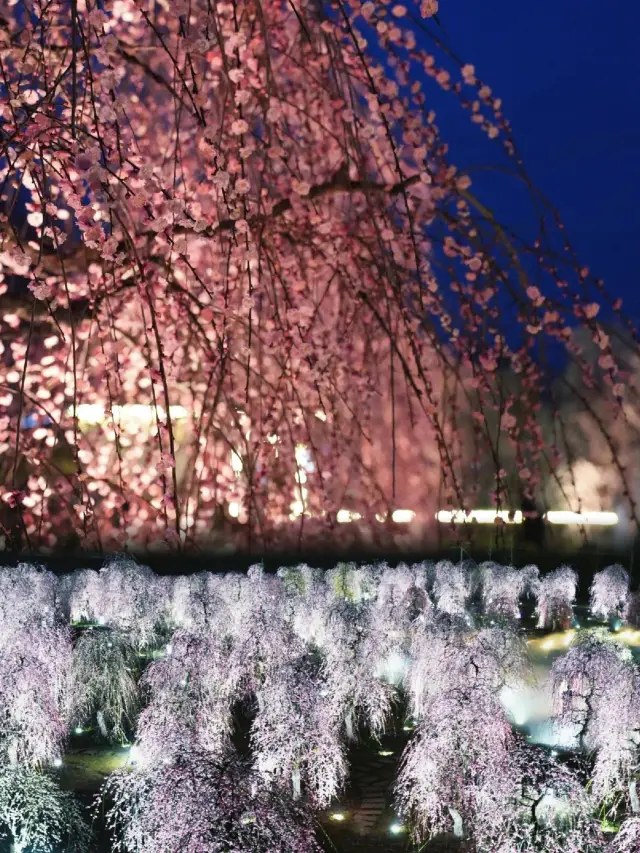 Chengdu Flower Viewing | Let's go plum blossom viewing, from day to sunset