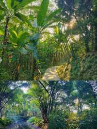新津斑竹林｜每棵樹都呈現出秋天的顏色