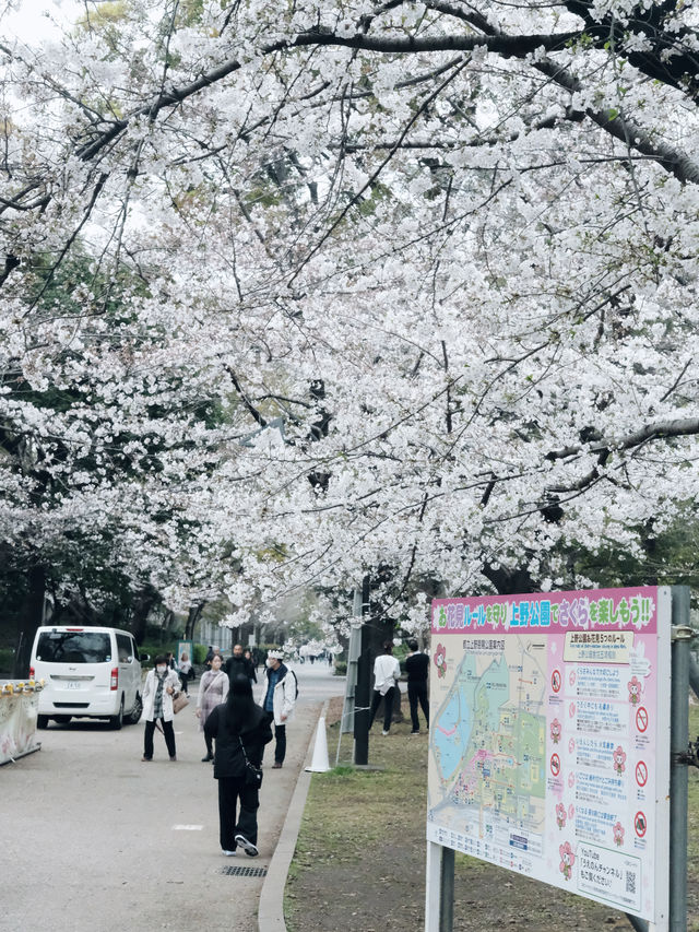 我只推薦在日本賞花時去上野公園！錯過了就得再等一年