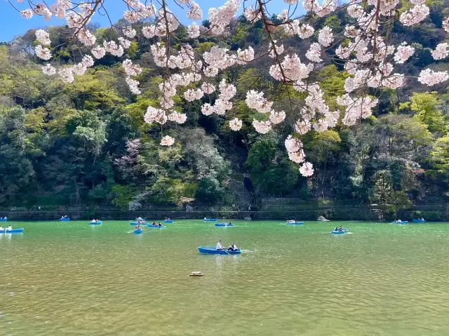 If you only choose to view cherry blossoms once, pick this place, no hesitation
