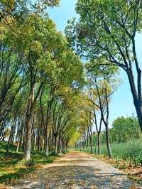 不到三小時就逛完了顧村公園