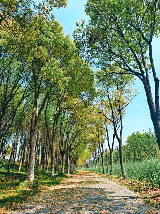 不到三小時就逛完了顧村公園