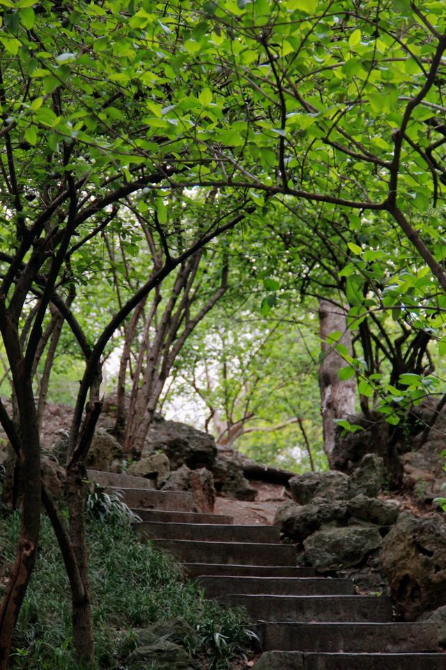 江門繡球公園，繡球正當時