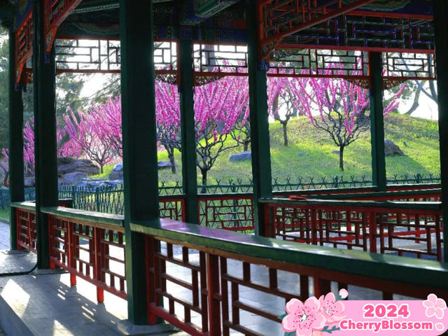🌺 Zhongshan Park's Floral Splendor  
