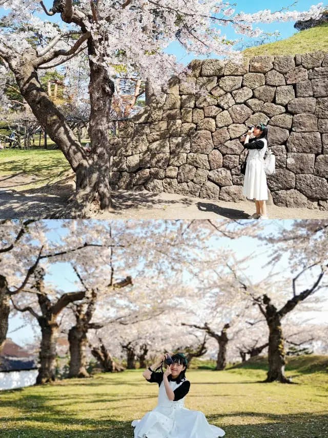 4月底去日本，必須錯峰賞櫻花呀！|||