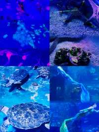 皇家海洋樂園保姆級攻略