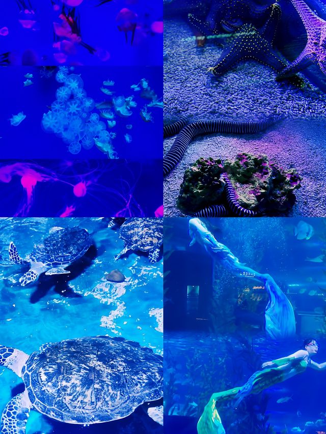 皇家海洋樂園保姆級攻略