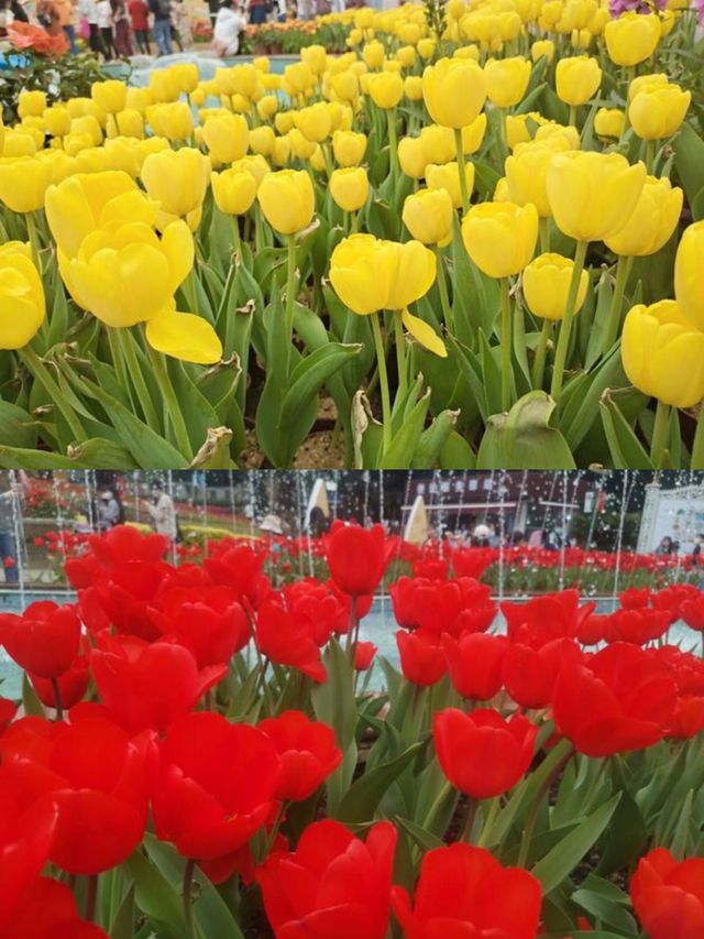 廣州雲台花園賞花