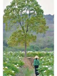 不出遠門過五一，賞花露營遛娃寶藏地