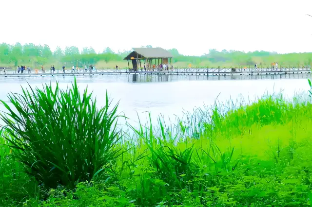 Visiting the Qinhu National Wetland Park for a spring outing, capturing wonderful moments