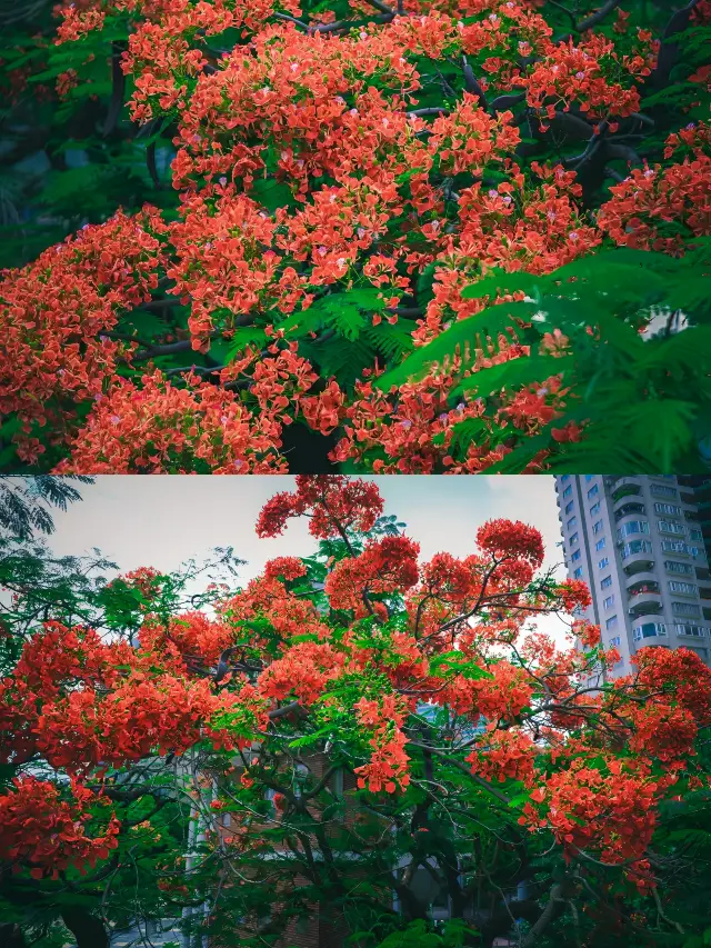 Shenzhen's last wave of phoenix flower season