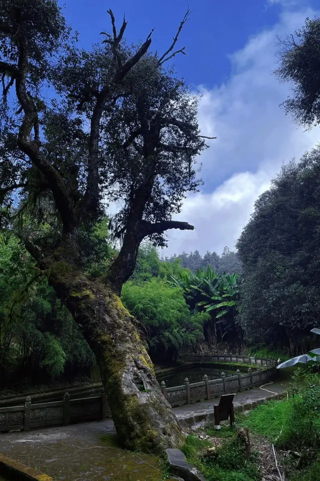 A day at Zixi Mountain, hiking to enjoy the stunning primeval forest of Chuxiong