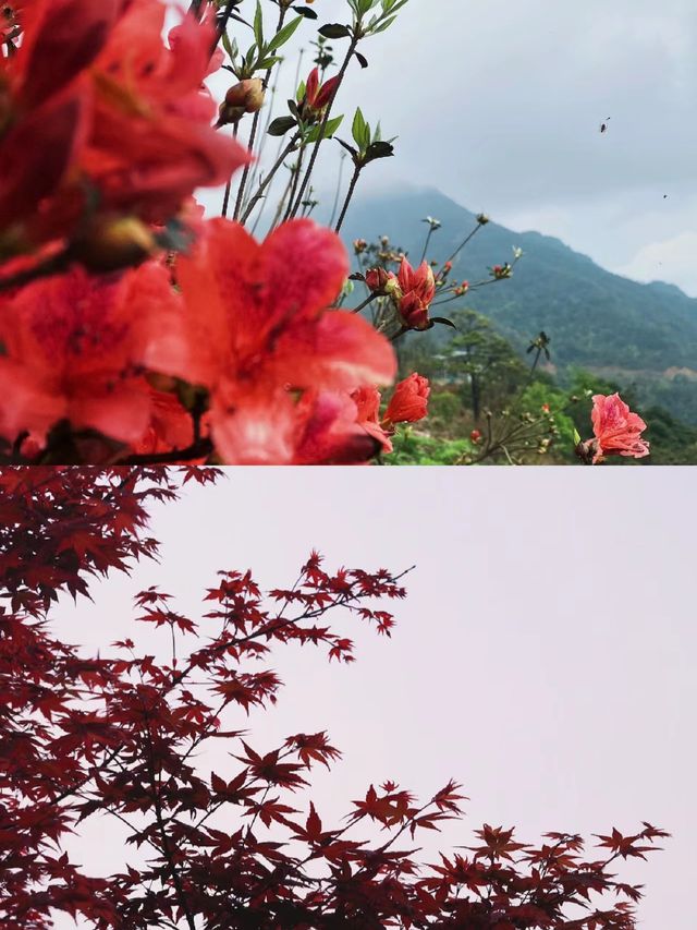 誰懂嶺南紅葉世界天空之境含金量