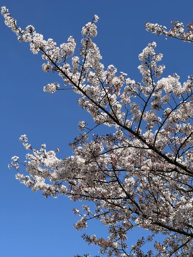 Kyoto: Best Cherry Blossom Photo Locations 🌸