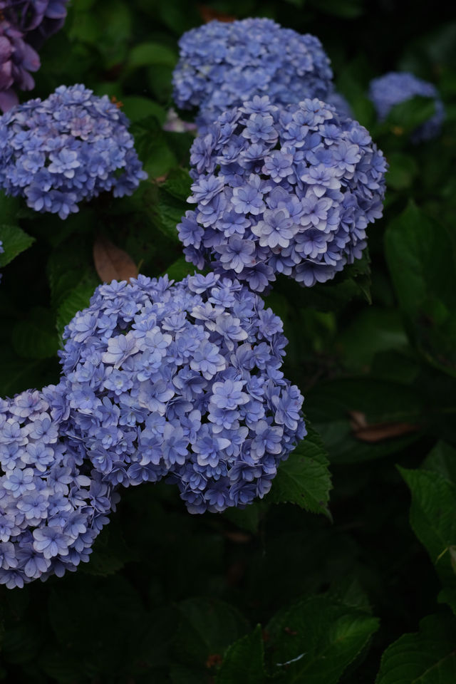 梅雨季的下田公園“紫陽花”