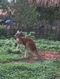 在雲南野生動物園拍到人生照片，真的不是非洲