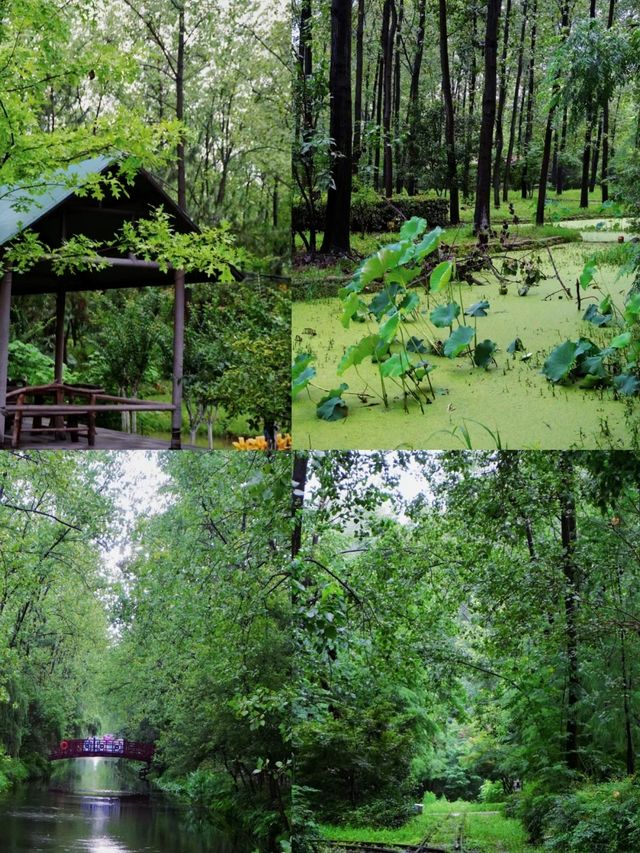 合肥Citywalk丨綠色的濱湖國家森林公園
