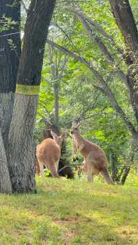 暑假尾巴—北京野生動物園