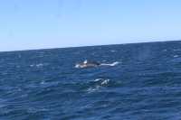 Walking with whales, how fortunate indeed👏