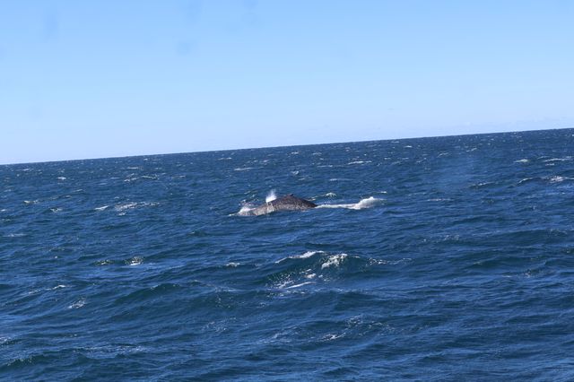 Walking with whales, how fortunate indeed👏