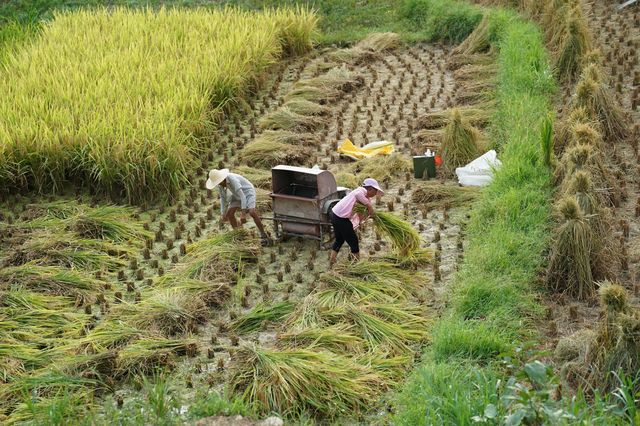 世界灌溉工程遗產鳳堰梯田迎來豐收季。