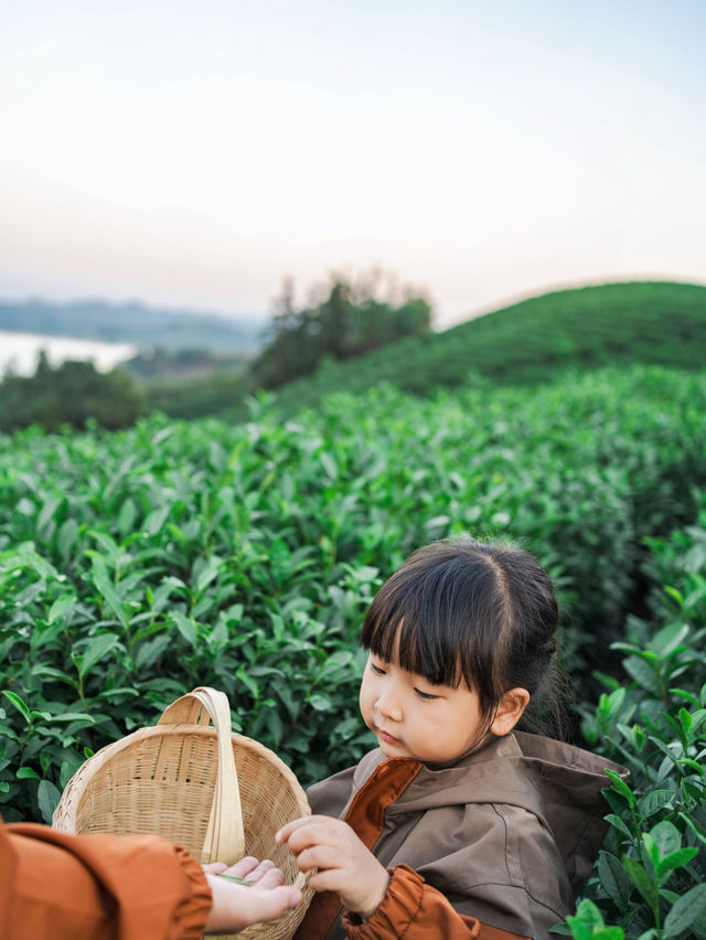 包場整片茶田國慶信陽反向遊算是來值了。