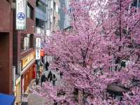 東京景點｜澀谷明治通櫻花盛放