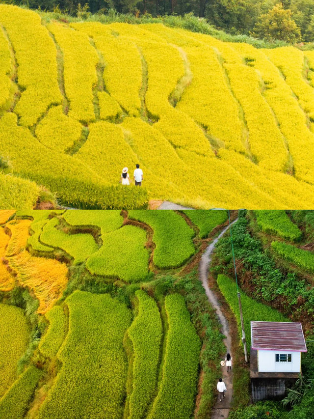我在廣東，找到了秋日童話。