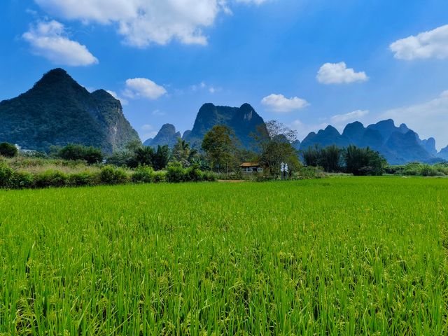 雙流義渡亭，遇龍河畔稻花香。。