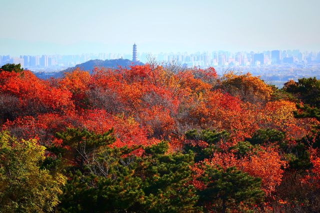 紅葉簇擁的大北京！想拍？等明年秋天！