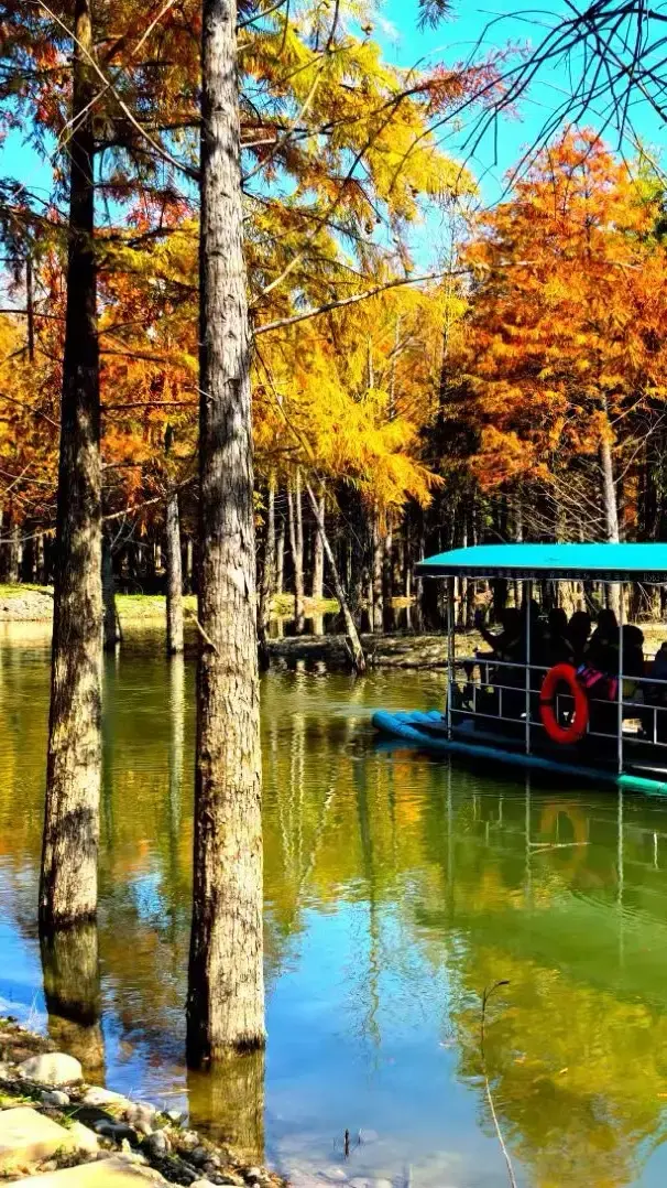 泛舟寧國，邂逅紅杉夢境。