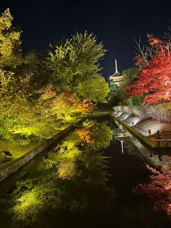 Kyoto Night Maple Viewing - Toji Temple is Stunning!