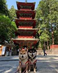 Exploring Chinese Cultural Heritage in Japan: Nikko Toshogu Shrine