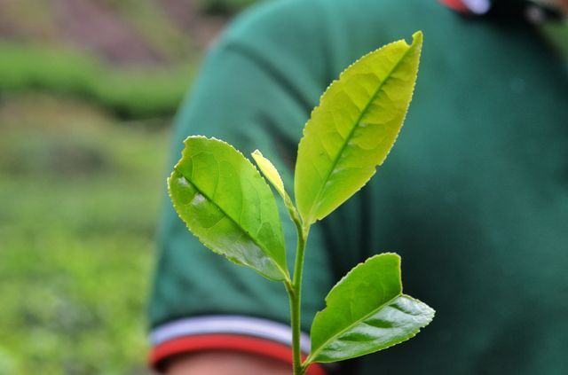 在武夷山品嚐到高端岩茶。