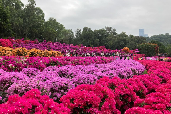 蓮花山杜鵑花展：鵬城秋日的絢爛盛宴。｜Trip.com 深圳