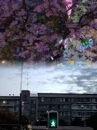 成都｜339｜奇幻夜境，煙火綺夢。