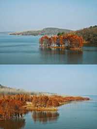 層林盡染，這片小眾紅杉林太值得