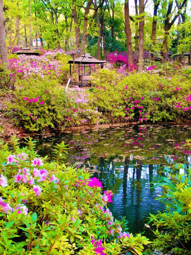 Check-in - Kunming Heilongtan Park