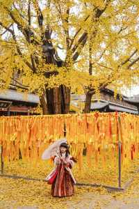 上海市區的真如寺銀杏葉落滿地啦