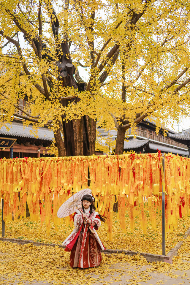 上海市區的真如寺銀杏葉落滿地啦