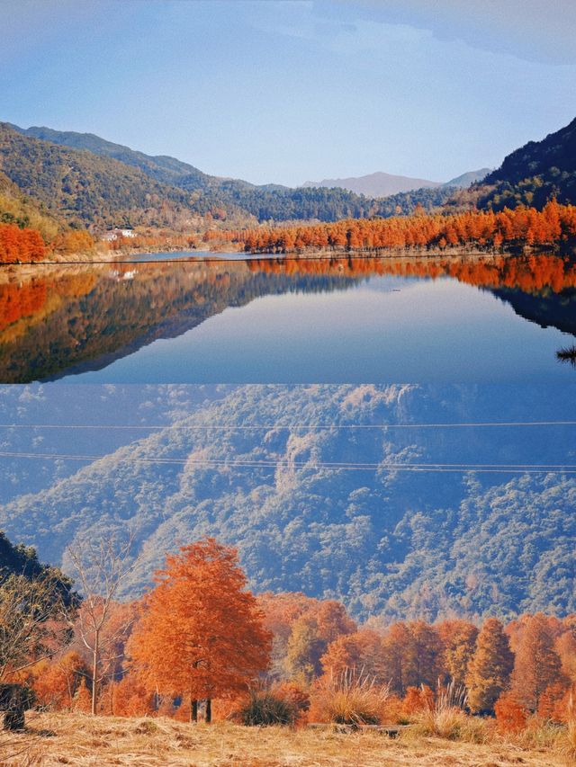 保護海岸，紅樹林是認真的
