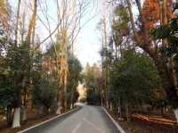 置身於綠色的海洋~~東平國家森林公園