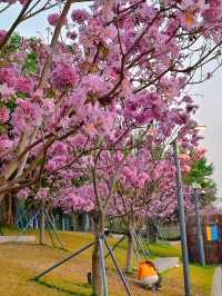後海中心河公園｜紫花風鈴木盛開的冬天
