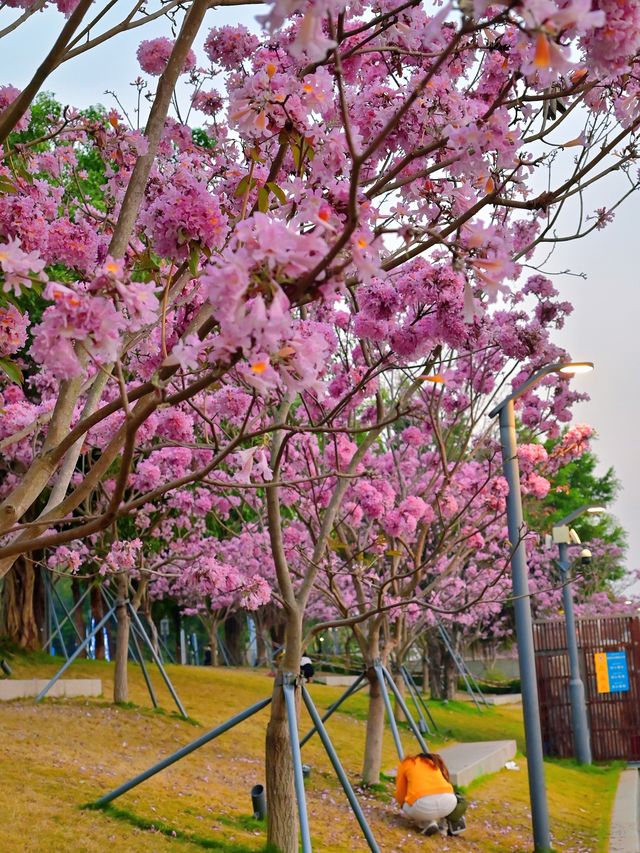 後海中心河公園｜紫花風鈴木盛開的冬天