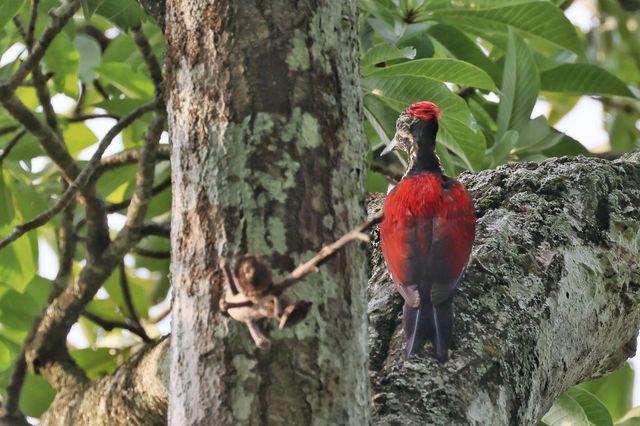 Common Animals in the Royal Botanical Gardens of Kandy