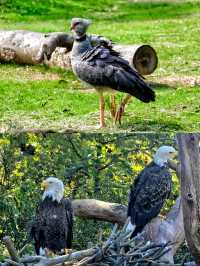 50%0FF休斯頓動物園開啟你與動物的零距離接觸